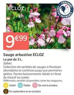 ECLOZ Sauge arbustive