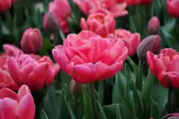 Ecloz collection tulipes ecloz