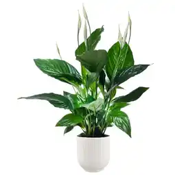 Ecloz spathiphyllum sweet ricardo ecloz