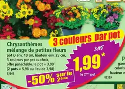 Chrysanthèmes