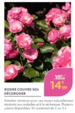 Décorosier Rosier Couvre-Sol