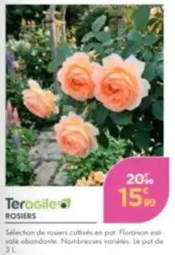 Teragile ROSIERS