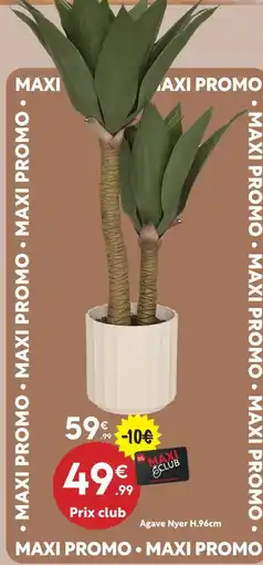 Agave nyer
