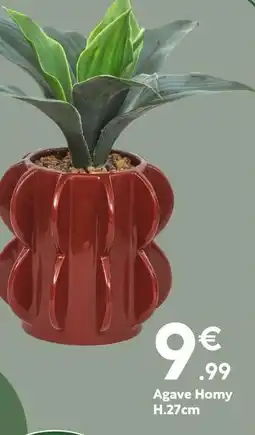 Homy agave