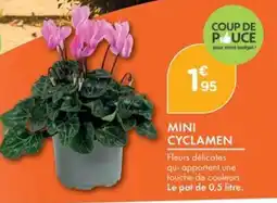 Mini Cyclamen