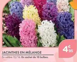 Jacinthes en Mélange