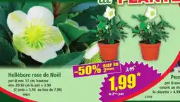 Hellébore rose de Noël