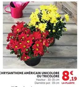 Chrysantheme américain unicolore ou tricolore