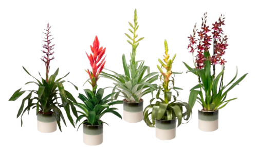Plante Fleurie Luxe
