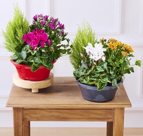 Composition 4 Plantes