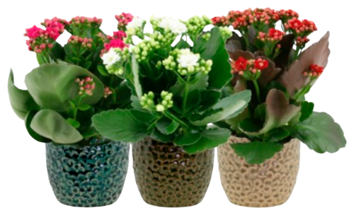 Kalanchoe