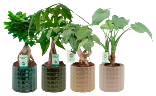 Plantes Vertes