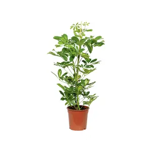 Grande plante verte
