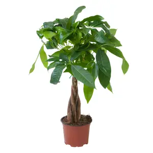 Ficus Ginseng ou Pachira