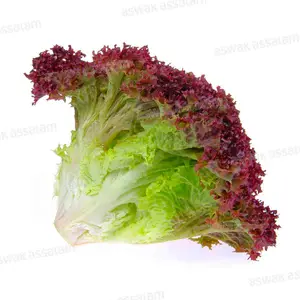 SALADE LOLO ROUGE PIECE