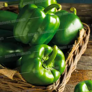 POIVRON VERT 1KG