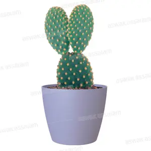 POT DE FLEURS LAVANDE 9CM SAN REMO