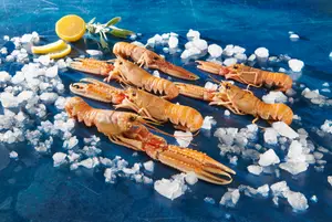 LANGOUSTINES CRUES