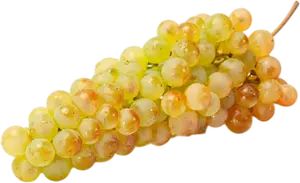 RAISIN CHASSELAS DE MOISSAC AOP