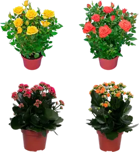MIX PLANTES FLEURIES