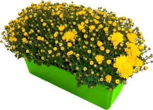 JARDINIÈRE DE POMPONETTE