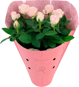 ROSIER PRINCESS MAXIMA ROSE