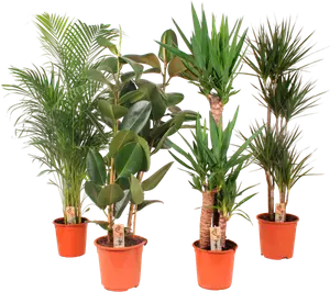 PLANTES VERTES