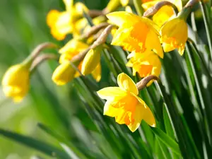 BULBES DE NARCISSE 2,5 KG