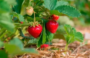 PLANTS DE FRAISIER