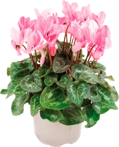 CYCLAMEN ROSE