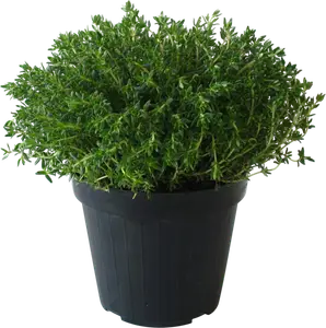 PLANTES AROMATIQUES