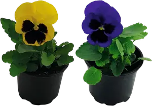 PENSÉES À GROSSES FLEURS