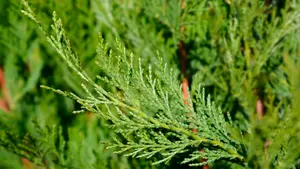 CYPRÈS DE LEYLAND "CUPRESSOCYPARIS LEYLANDII"