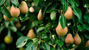 ARBRES FRUITIERS