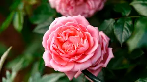 ROSIER