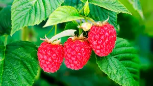 PETITS FRUITIERS