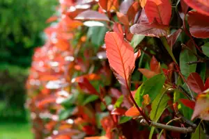 PLANTES DE HAIES