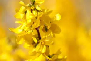 ARBUSTES FLEURIS