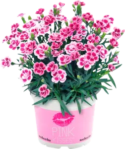 OEILLET (DIANTHUS)