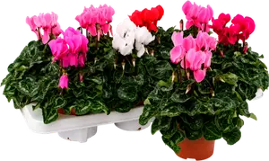 CYCLAMEN