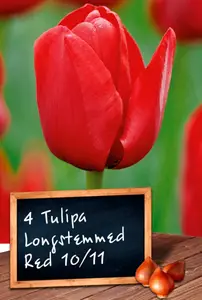TULIPE LONGSTEMMED RED 10/11