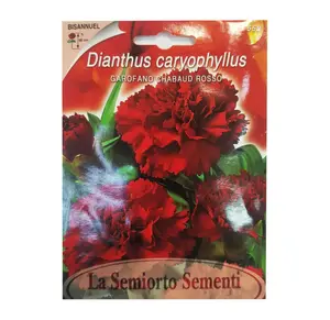 DIANTHUS CARYOPHYLLUS ROSSO (ROUGE) ART FI552-MAXIFLOR