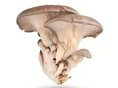 Champignon Pleurote Bio 100g