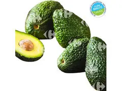 Avocat Hass 500g - Filière Qualité