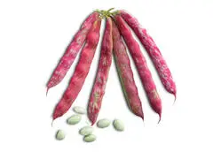 Haricot Grenier 500g