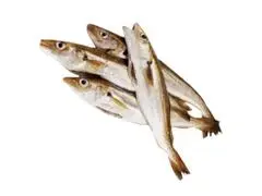 Merlan entier Essaies Asmak Sud au kg
