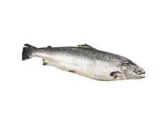 Saumon Frais Supérieur 2-3Kg