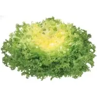 Salade Frisee