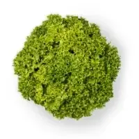 Salade Lollo Blonda