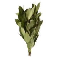 Laurier Botte